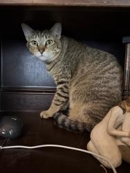 Lost Male Cat last seen Rayford, Spring, TX 77386