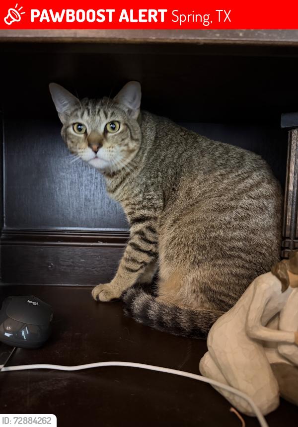 Lost Male Cat last seen Rayford, Spring, TX 77386