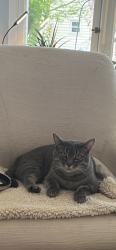 Lost Female Cat last seen Near Block Coshocton Ave, Mount Vernon, OH 43050