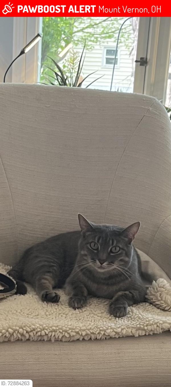 Lost Female Cat last seen Near Block Coshocton Ave, Mount Vernon, OH 43050