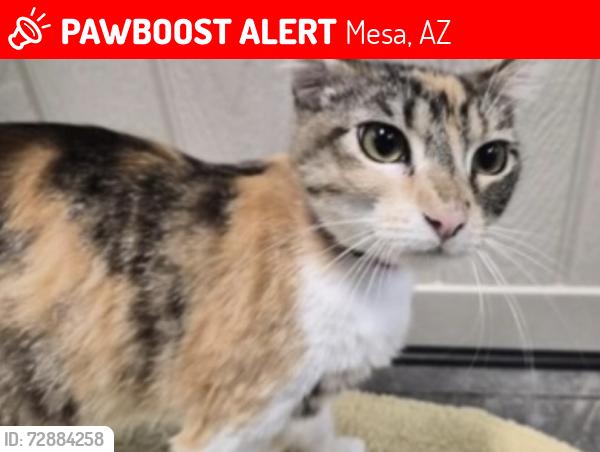Lost Female Cat last seen Higley and Baseline , Mesa, AZ 85206