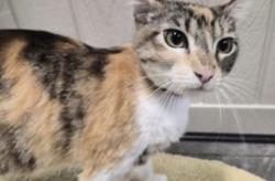 Lost Female Cat last seen Higley and Baseline , Mesa, AZ 85206