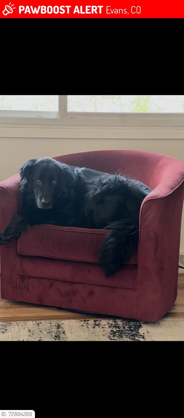 Lost Male Dog last seen Alto way, Evans, CO 80634