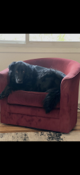 Lost Male Dog last seen Alto way, Evans, CO 80634
