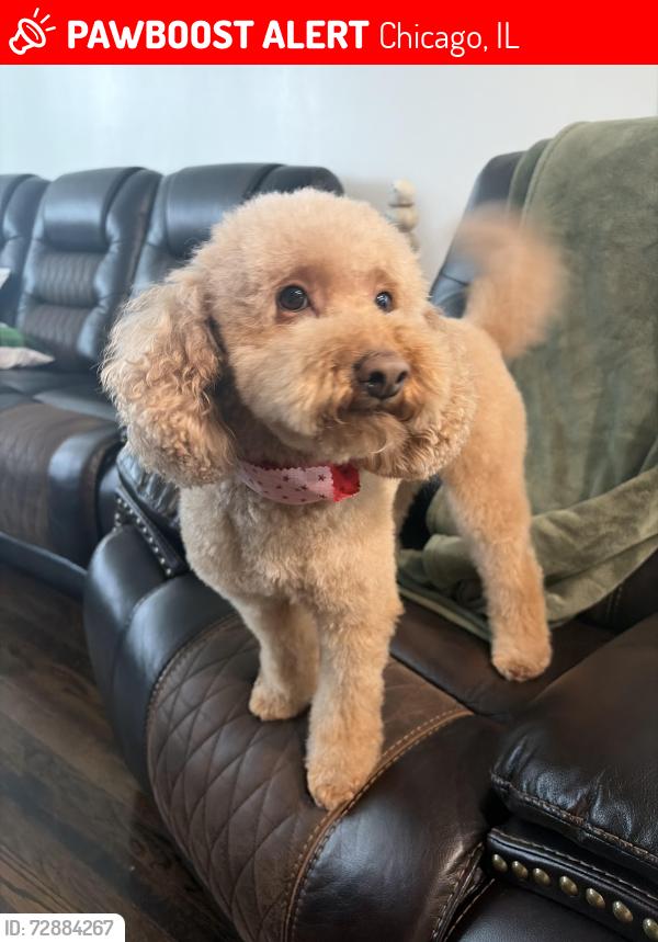 Lost Male Dog last seen Grand and Potomac , Chicago, IL 60651