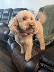 Lost Male Dog last seen Grand and Potomac , Chicago, IL 60651