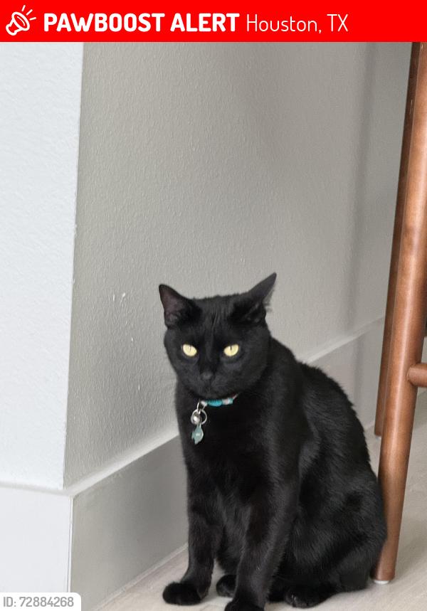 Lost Male Cat last seen Near winkler dr , Houston, TX 77087