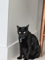 Lost Male Cat last seen Near winkler dr , Houston, TX 77087