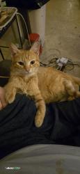 Found/Stray Unknown Cat last seen 31st and garrnett, Tulsa, OK 74129