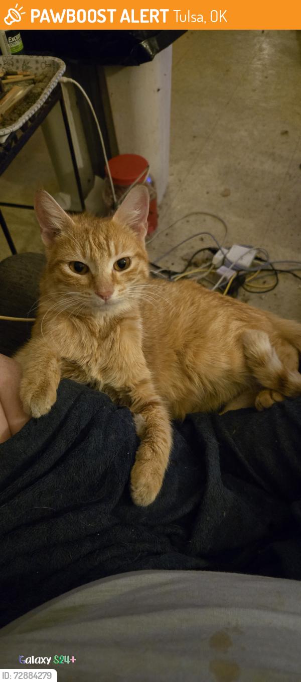 Found/Stray Unknown Cat last seen 31st and garrnett, Tulsa, OK 74129