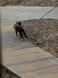 Found/Stray Female Cat last seen Val vista and southern , Mesa, AZ 85204