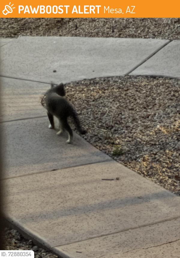 Found/Stray Female Cat last seen Val vista and southern , Mesa, AZ 85204