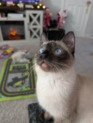 Lost Female Cat last seen Hwy 99, Vancouver, WA 98665