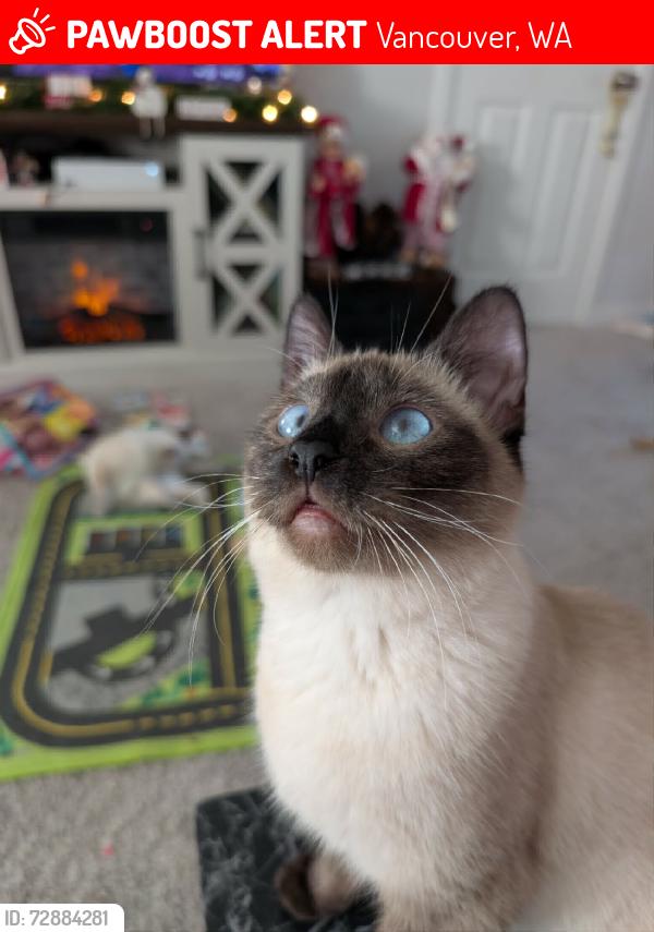 Lost Female Cat last seen Hwy 99, Vancouver, WA 98665