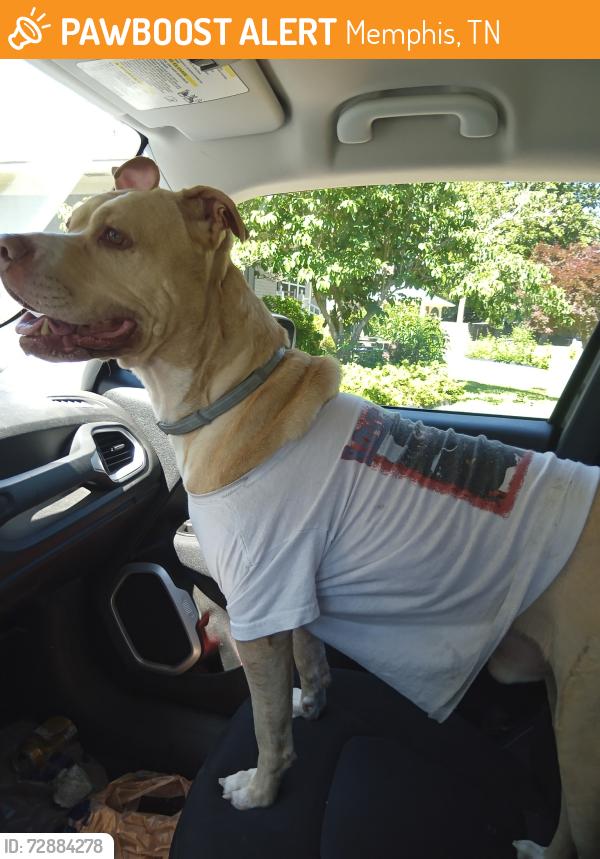 Found/Stray Male Dog last seen Memphis botanical garden , Memphis, TN 38117