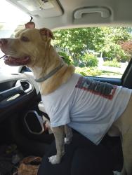 Found/Stray Male Dog last seen Memphis botanical garden , Memphis, TN 38117