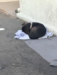 Found/Stray Unknown Dog last seen IVRS building , San Bernardino, CA 92410