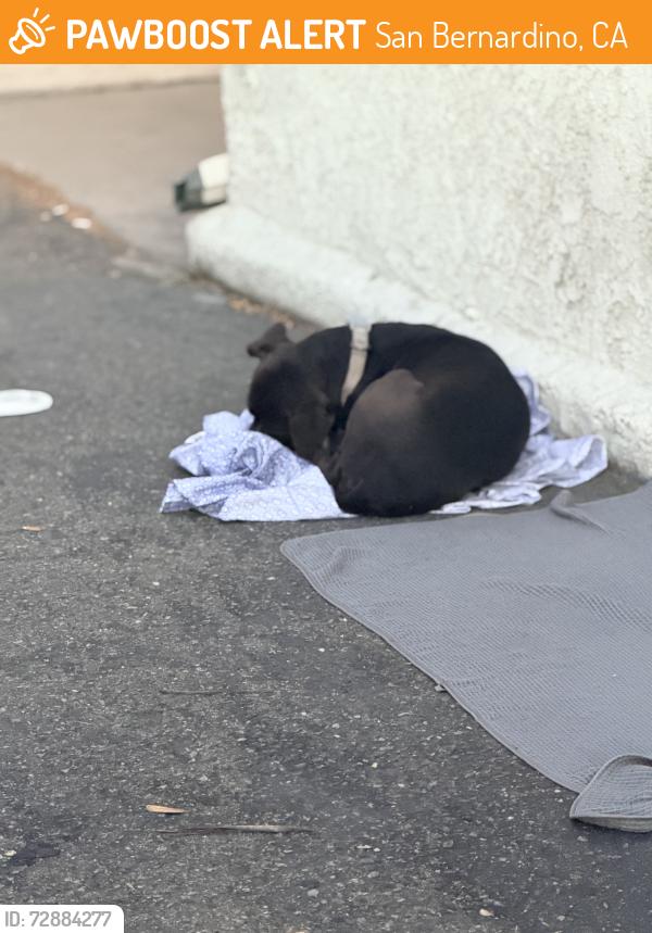 Found/Stray Unknown Dog last seen IVRS building , San Bernardino, CA 92410