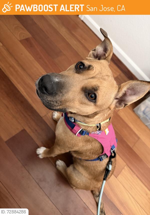 Found/Stray Female Dog last seen Pappani way and Lakeside dr, San Jose, CA 95148