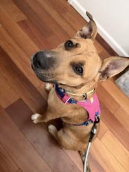 Found/Stray Female Dog last seen Pappani way and Lakeside dr, San Jose, CA 95148