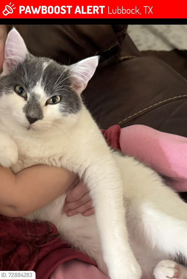 Lost Male Cat last seen N CR 2800 , Lubbock, TX 79403