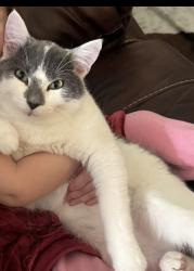 Lost Male Cat last seen N CR 2800 , Lubbock, TX 79403