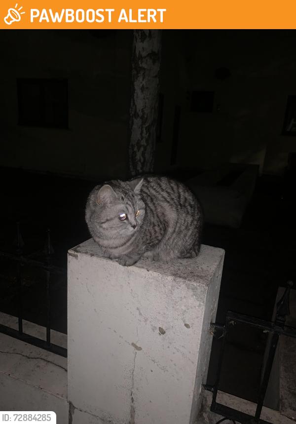 Found/Stray Unknown Cat last seen Maryland, Greater London, England E15 1HA