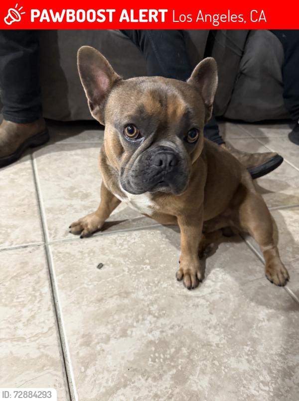 Lost Male Dog last seen 59th st and Woodlawn Ave, Los Angeles, CA 90003