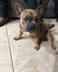 Lost Male Dog last seen 59th st and Woodlawn Ave, Los Angeles, CA 90003