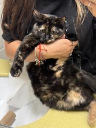 Lost Female Cat last seen Near winkler dr, Houston, TX 77087