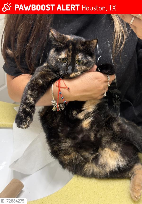 Lost Female Cat last seen Near winkler dr, Houston, TX 77087