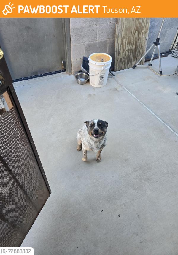 Found/Stray Male Dog last seen Old Nogales and Nebraska st, Tucson, AZ 85706