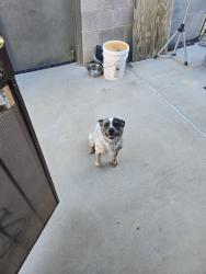 Found/Stray Male Dog last seen Old Nogales and Nebraska st, Tucson, AZ 85706