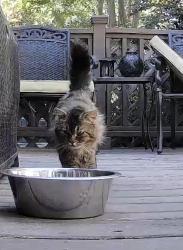 Found/Stray Unknown Cat last seen Avocet and balmoral , Johnston County, NC 27520