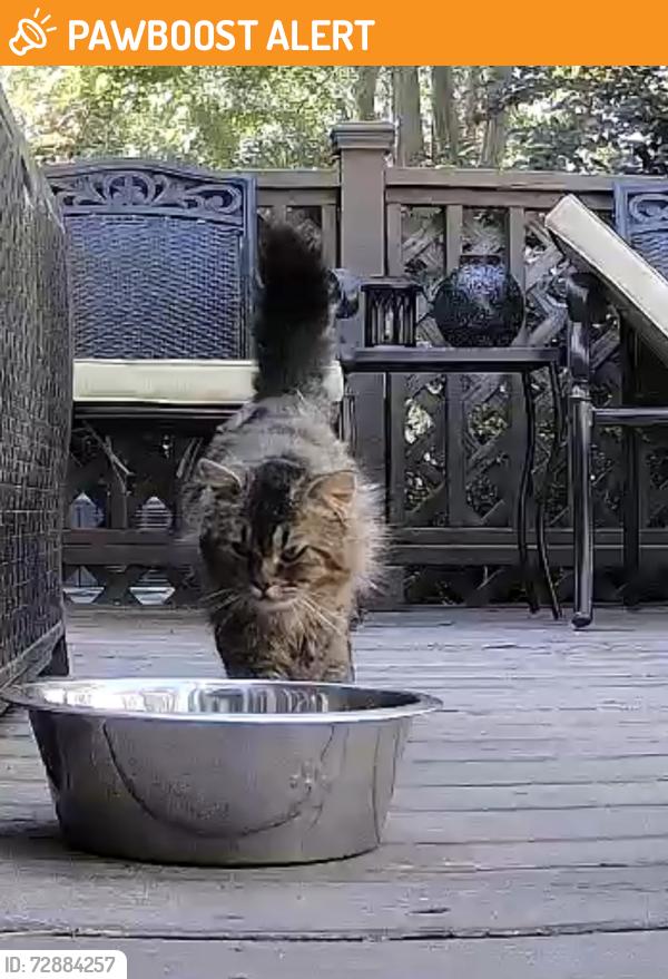 Found/Stray Unknown Cat last seen Avocet and balmoral , Johnston County, NC 27520