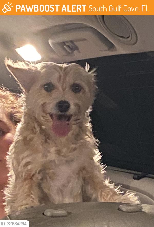 Found/Stray Male Dog last seen Modesto, South Gulf Cove, FL 33981
