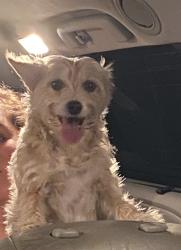 Found/Stray Male Dog last seen Modesto, South Gulf Cove, FL 33981