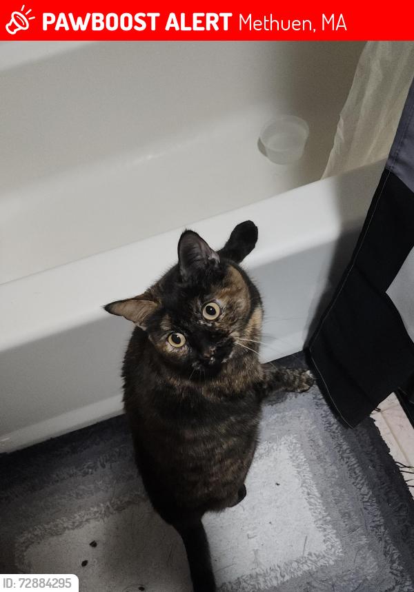 Lost Female Cat last seen End of Clayton ave, Methuen, MA 01844