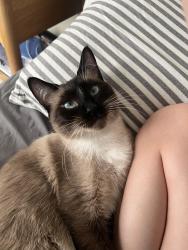 Reunited Male Cat last seen Deb drive West , West Fargo, ND 58078