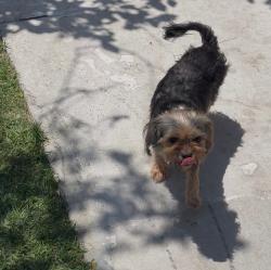 Reunited Male Dog last seen 93rd & McKinley , Los Angeles, CA 90002
