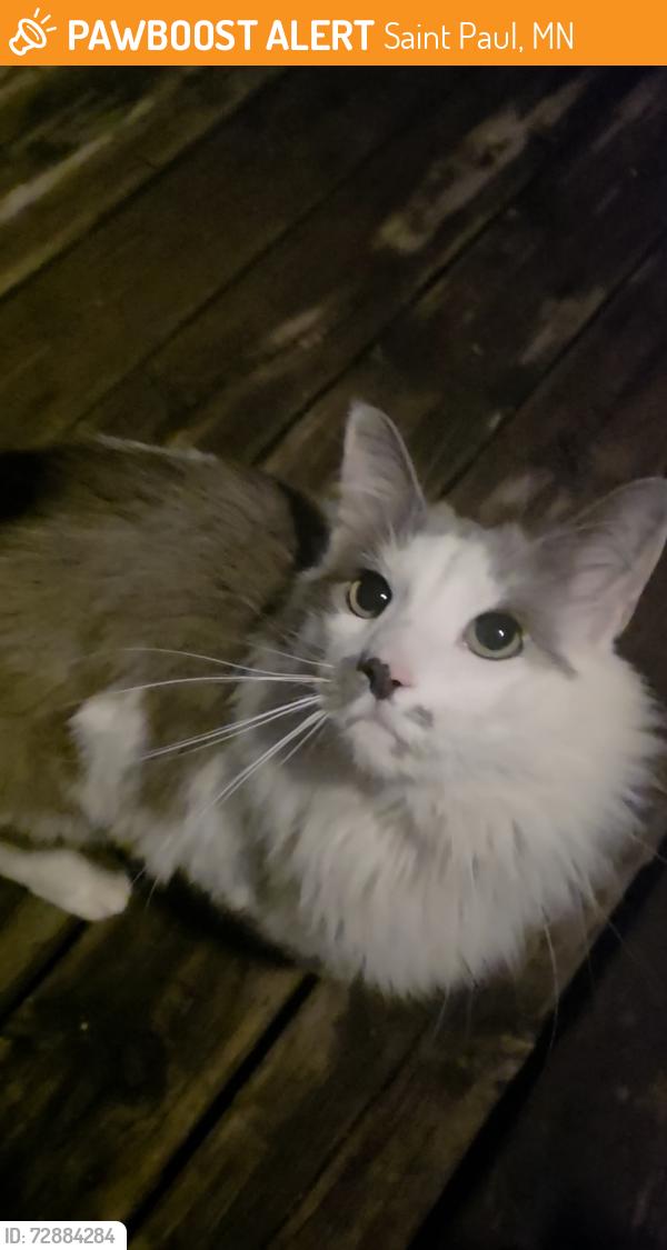 Found/Stray Unknown Cat last seen Edgerton St. & Jessamine Ave, Saint Paul, MN 55130