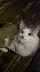 Found/Stray Unknown Cat last seen Edgerton St. & Jessamine Ave, Saint Paul, MN 55130