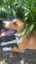 Found/Stray Female Dog last seen  Depot (South Fry Road and Grand Pky , Fort Bend County, TX 77494
