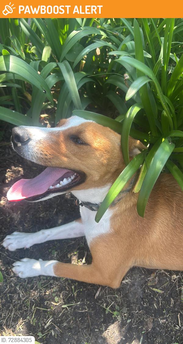 Found/Stray Female Dog last seen  Depot (South Fry Road and Grand Pky , Fort Bend County, TX 77494