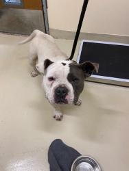 Shelter Stray Male Dog last seen MUNYAN ST, Fremont, CA 94538