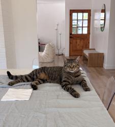 Lost Male Cat last seen Tustin and 20th, Costa Mesa, CA 92627