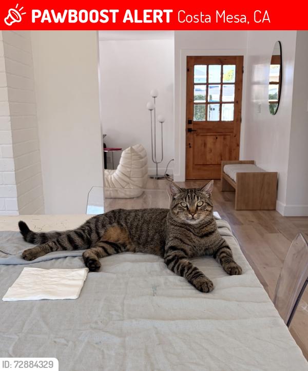 Lost Male Cat last seen Tustin and 20th, Costa Mesa, CA 92627