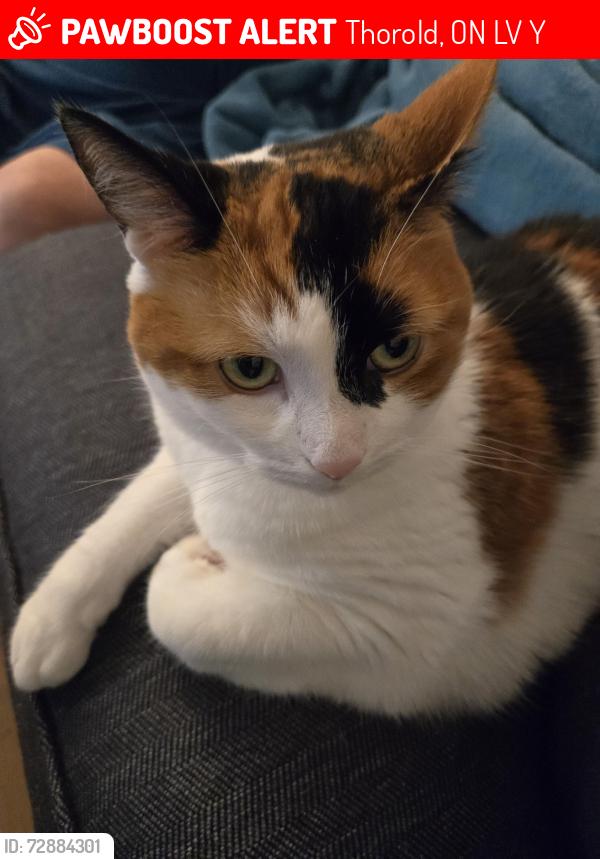 Lost Female Cat last seen at the very end of Bartlett St. in Thorold near the creek, Thorold, ON L2V 4Y5
