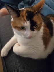Lost Female Cat last seen at the very end of Bartlett St. in Thorold near the creek, Thorold, ON L2V 4Y5