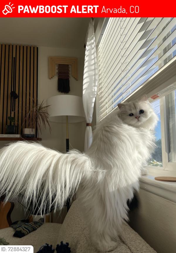 Lost Male Cat last seen Quay st and 52nd, Arvada, CO 80002